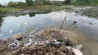 Bursa Ovası'nı besleyen Nilüfer Çayı’nda toplu balık ölümleri