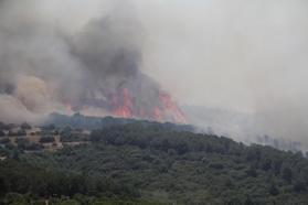 Manisa'da orman yangını (2)
