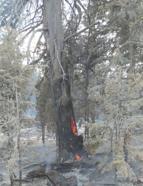 Karaman Ermenek'te orman yangını (2)