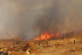 Balıkesir'de sazlık yangını; 10 hektar alan zarar gördü