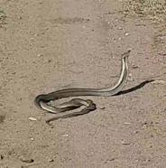 Çanakkale'de yılanların 'çiftleşme dansı'