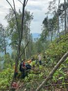 Orman işçisi ağaçlara damgalama yaparken uçuruma yuvarlandı