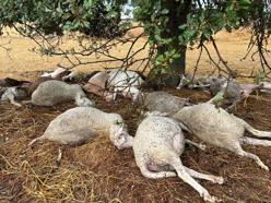 Ağaca yıldırım düştü; çevresindeki 29 koyun öldü