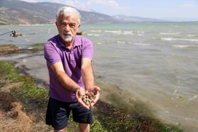 Eğirdir Gölü'nde binlerce kabuklu su canlısı ölüsü kıyıya vurdu