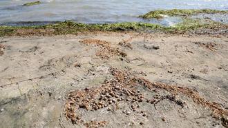 Eğirdir Gölü'nde binlerce kabuklu su canlısı ölüsü kıyıya vurdu
