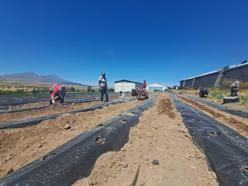 'Çiftlik ilçesine Çilek Tadında Proje' hayata geçiyor