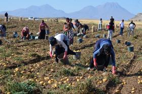 Geçen yıl tarlada 10 TL olan patates bu yıl 5 TL'ye düştü