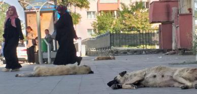 Ağrı'da başıboş köpek tedirginliği