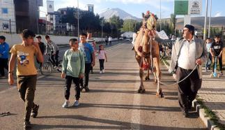 Antalya'dan Ağrı'ya kurbanlık gönderilen deveye ilgi