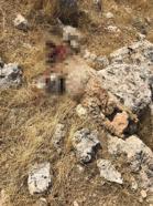 Mardin’de kurtların saldırdığı sürüdeki 15 koyun öldü