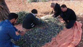 Kilis’te zeytin hasadı başladı