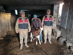 Kilis’te, kayıp ineği jandarma buldu