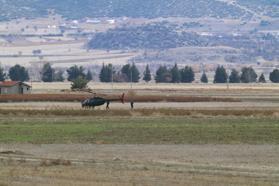 Isparta'da eğitim uçuşu sırasında askeri helikopter düştü: 6 şehit (2)
