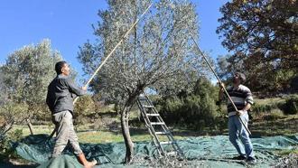 Asırlık zeytin ağaçlarında hasat