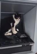 Soğukta ATM'ye sığınan kedi, işlem için gelenleri bekletti