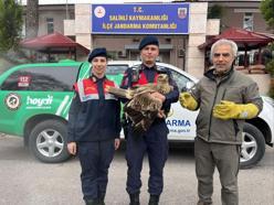 Manisa'da yaralı olarak bulunan kızıl şahin koruma altına alındı