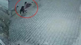 Berrak, sokak köpeklerinin saldırısında yaralandı; o anlar kamerada