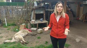 Bahçedeki köpek uyuşturucu iğne atıldıktan sonra öldü; sahibi şikayetçi oldu