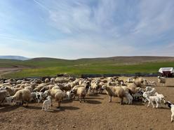 Çemişgezek'te ‘şap’ karantinası