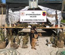 Ormanda uyuşturucu yetiştirirken suçüstü yakalandı