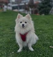 Kayıp köpeği Şeker'i bulana 50 bin lira ödül verecek