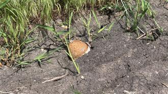 Edirne'de ayçiçeği tarlasında patlamamış top mermisi bulundu