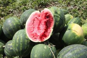 Adana’da sezonun ilk karpuz hasadı başladı; tarlada kilosu 7 TL