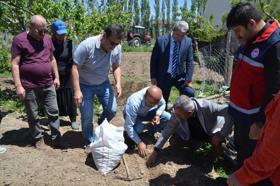 Çiftçilere salep yumrusu dağıtıldı