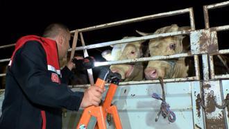 İstanbul - İstanbul'da bayram öncesi kurbanlık hayvan girişleri başladı
