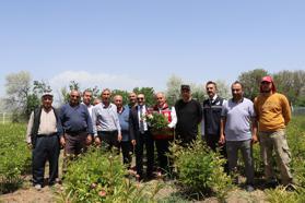 Gemerek’te şakayık hasadına başlandı