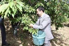 Belen’de yılın ilk kirazı hasat edildi