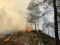 Balıkesir'de orman yangını