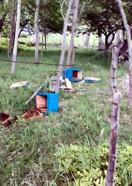 Kahramanmaraş’ta ayı, arı kovanlarını parçaladı