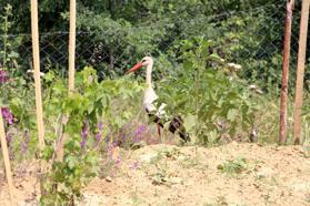 Bahçelerine düşen yaralı leyleğe sahip çıkıp, balıkla beslediler