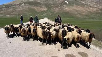 Yabancı çobanlara çalışma izni başvuruları başladı