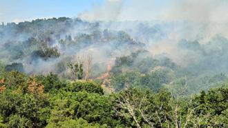 Edirne'de orman yangını