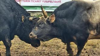 Artvin'de boğa güreşlerine yoğun ilgi