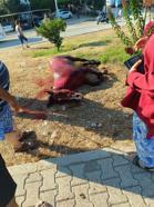 Sahildeki başıboş at yola çıkınca otomobil çarptı: 3 yaralı