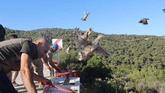 İzmir'de 'kınalı keklikler' doğaya salındı