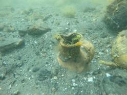 Parion Antik Kenti'nde Osmanlı tersanesi izlerine rastlandı