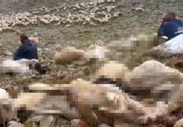 Tunceli’de yaylaya yıldırım düştü; 200 küçükbaş öldü