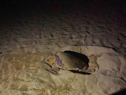 Pamucak sahiline yılın ilk deniz kaplumbağası yumurtalarını bıraktı