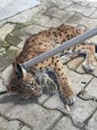 Tavuk kümesine giren vaşak itfaiye ekiplerince yakalandı