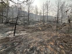 Sakarya'da yangınlar söndürüldü; Bayat'ta alevler kısmen kontrol altında