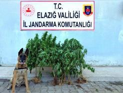 Elazığ’da tapulu arazisinde kenevir bulunan şüpheli gözaltına alındı
