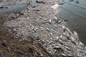 Manyas Gölü'nde ağlara ölü balıklar takıldı