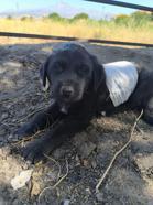 Kayseri’de köpeklerin saldırdığı yavru köpek, tedaviye alındı