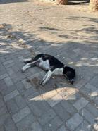 İzmir'de zehirlendiği iddia edilen 10 köpek ile 5 kedi öldü