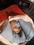 İtfaiye, yuvasından düşen yavru sincabı kurtardı