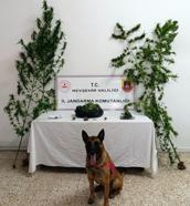 Nevşehir'de uyuşturucu operasyonu: 2 gözaltı